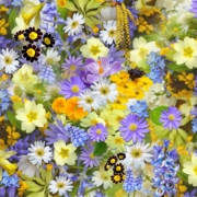 fleurs de printemps